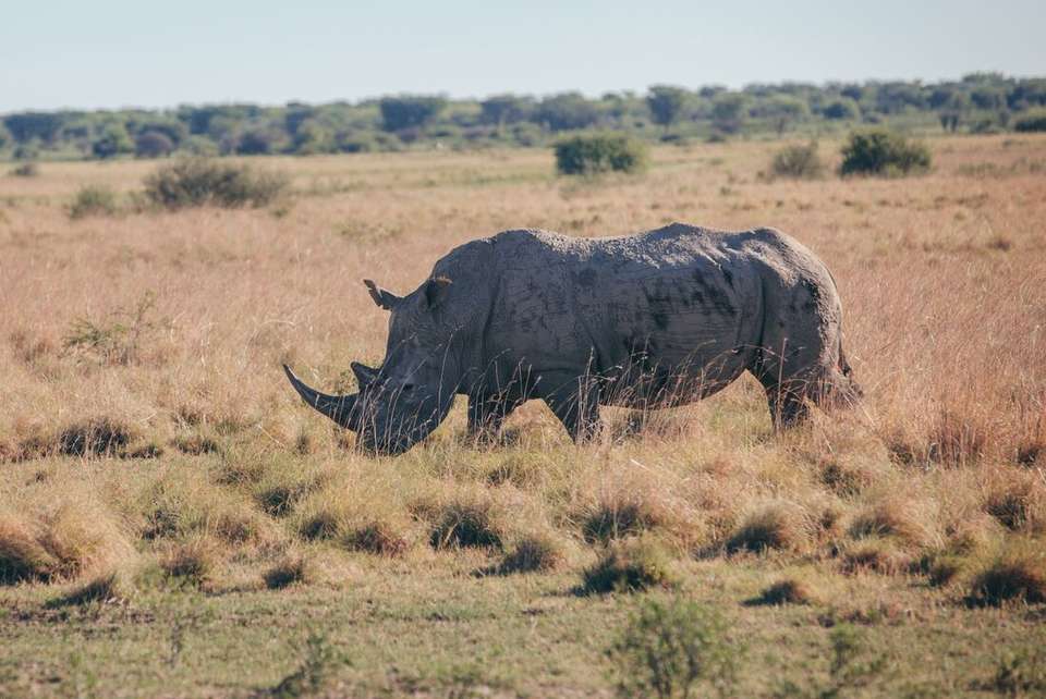 Johannesburg to Kenya - Intrepid Travel - South Africa - Image 14