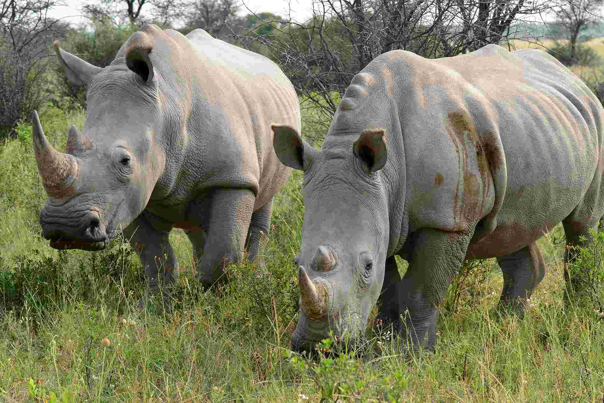 Johannesburg to Zanzibar