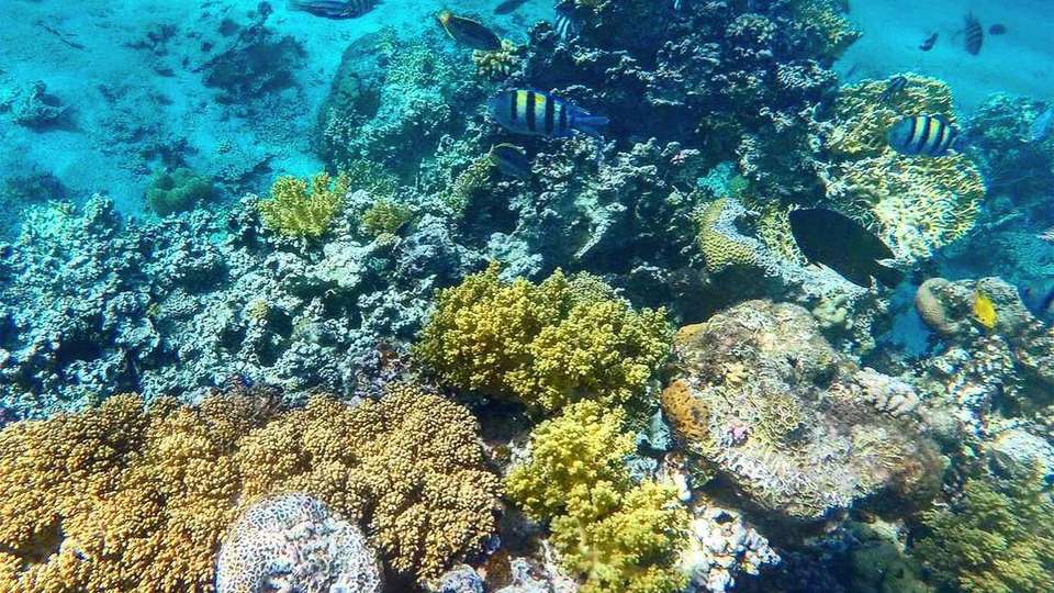 Jordan to Egypt: Wadi Rum Camping & Dead Sea Floating - G Adventures - Jordan