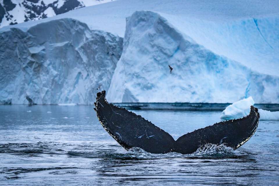 Extended Antarctic Circle Crossing (Ocean Nova) - Intrepid Travel - Argentina - Image 2