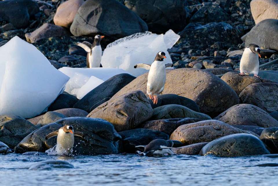 Extended Antarctic Circle Crossing (Ocean Nova) - Intrepid Travel - Argentina - Image 3