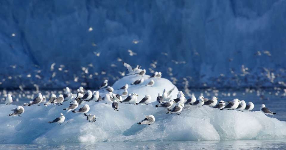 Journey to the Geographical North Pole - Le Commandant Charcot - Explore - France - Image 3
