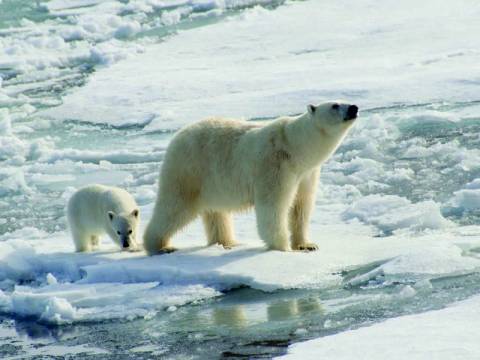 Europe Polar Expeditions And Cruise Tour: Journey To The Geographical North Pole - Le Commandant Charcot