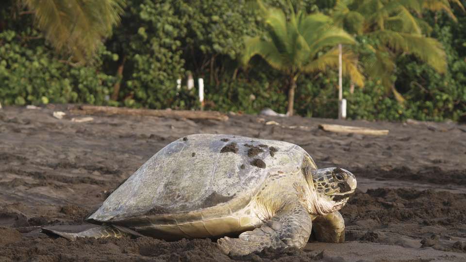 Journeys: Explore Costa Rica - G Adventures - Costa Rica - Image 7