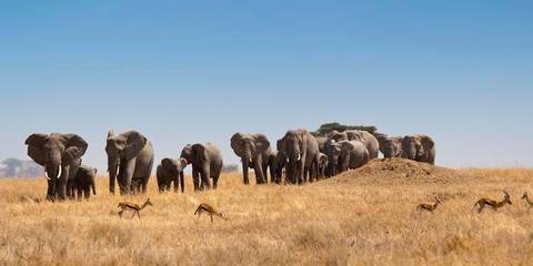 Senior Travelers: Journeys: Kenya & Tanzania Safari