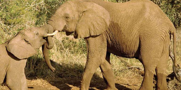 Journeys: Kenya Safari Experience trip - alternative tour available
