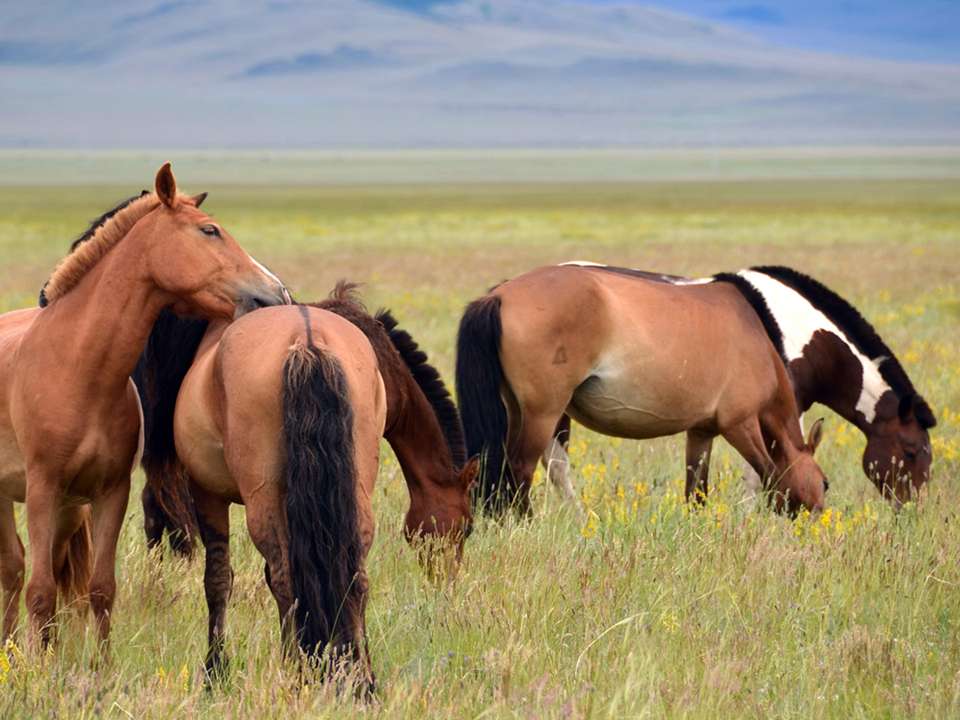 Journeys: Mongolia & The Naadam Festival - G Adventures - Mongolia - Image 10