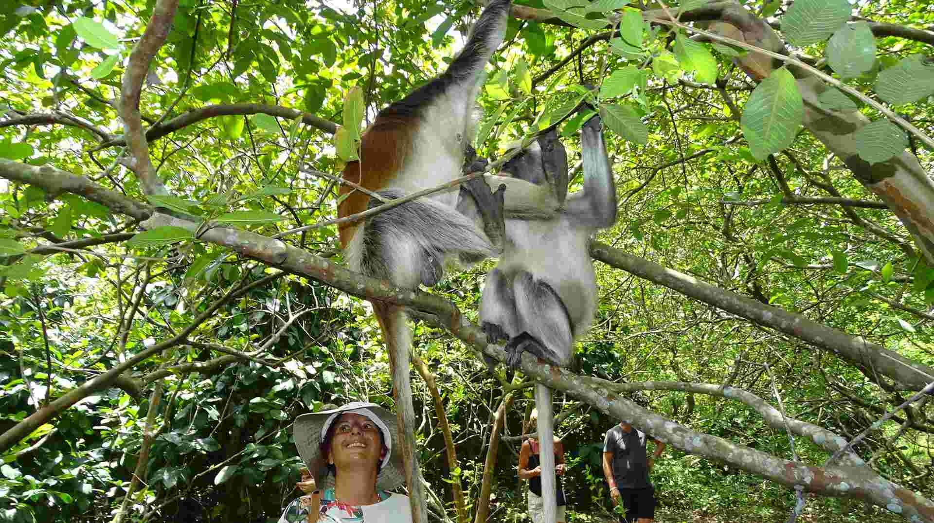 Jozani Forest Tour