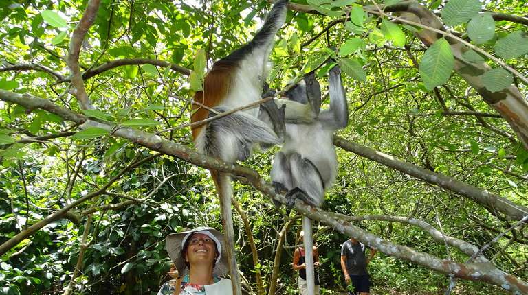 Jozani Forest Tour trip - alternative tour available
