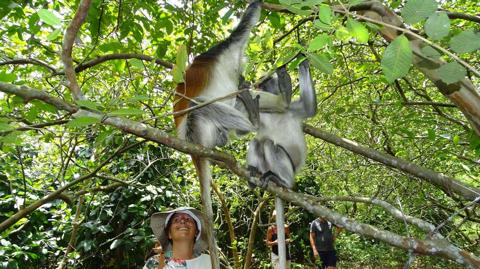 Jozani Forest Tour - Zanzibar Tours & Travel - Tanzania - Image 1