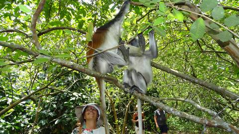 Jozani Forest Tour - April 2027