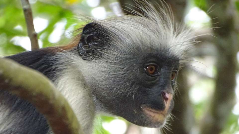 Jozani Forest Tour - Zanzibar Tours & Travel - Tanzania - Image 3