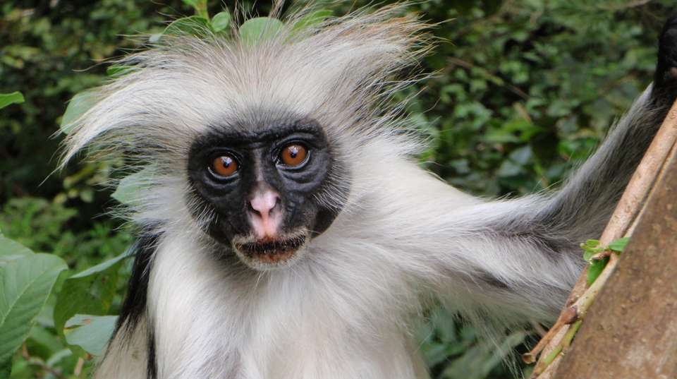 Jozani Forest Tour - Zanzibar Tours & Travel - Tanzania - Image 4