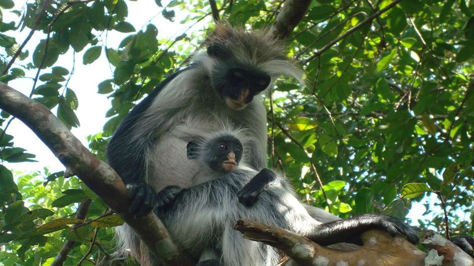Jozani Forest Tour - Zanzibar Tours & Travel - Tanzania - Image 5