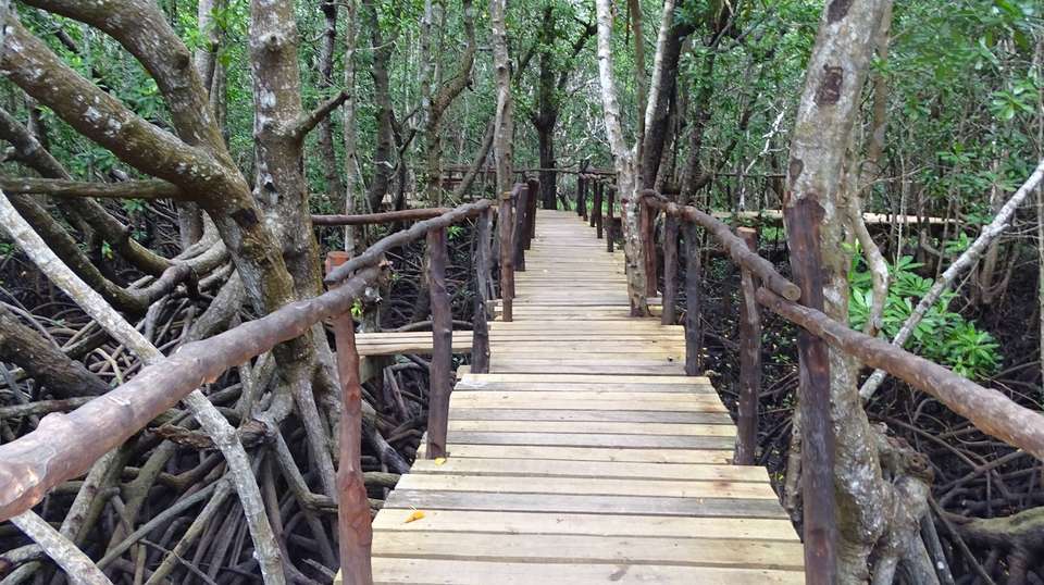 Jozani Forest Tour - Zanzibar Tours & Travel - Tanzania - Image 7