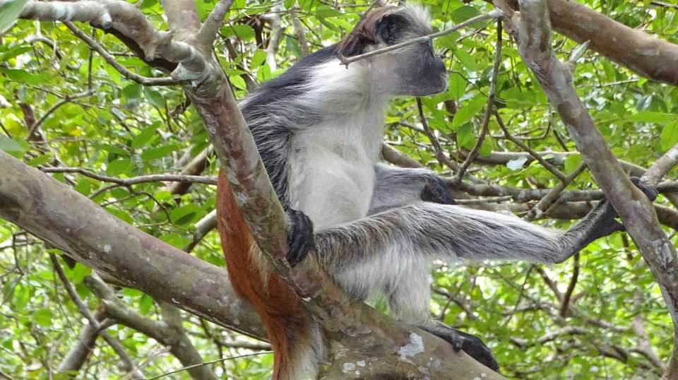 Jozani Forest Tour - Zanzibar Tours & Travel - Tanzania - Image 8