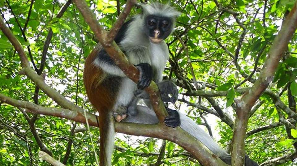 Jozani Forest Tour - Zanzibar Tours & Travel - Tanzania - Image 10