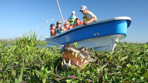 South America Tailor-made Vacation Packages: Jungle & Wetlands: Iguazu & Iberá