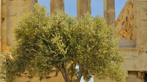 Just The Acropolis - June 2027