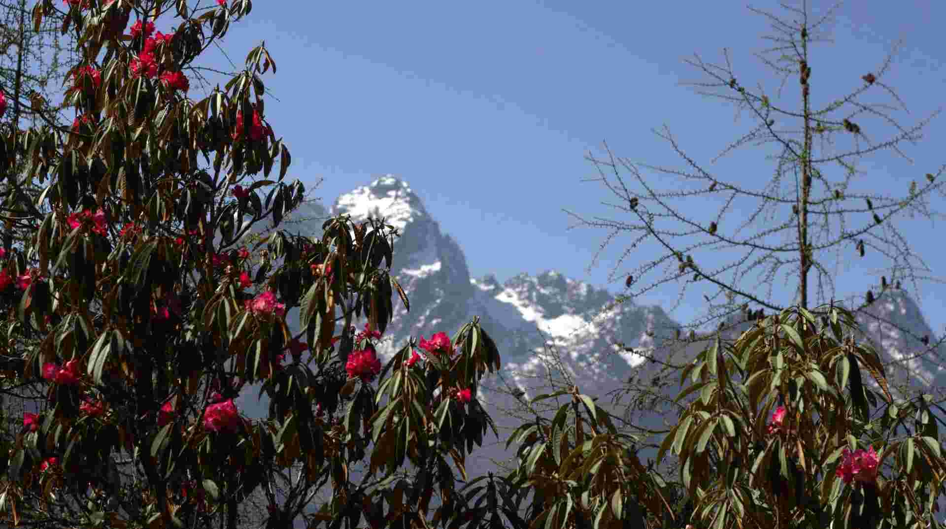 Kanchanjunga Base Camp trek