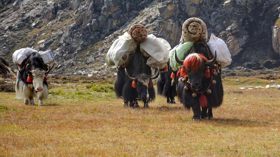 Kanchenjunga Base Camp Trek - Travel Max Guide - Nepal - Image 7