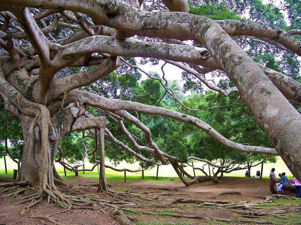 Kandy 2 Days, Private Tour - Destination Services - Sri Lanka - Image 2