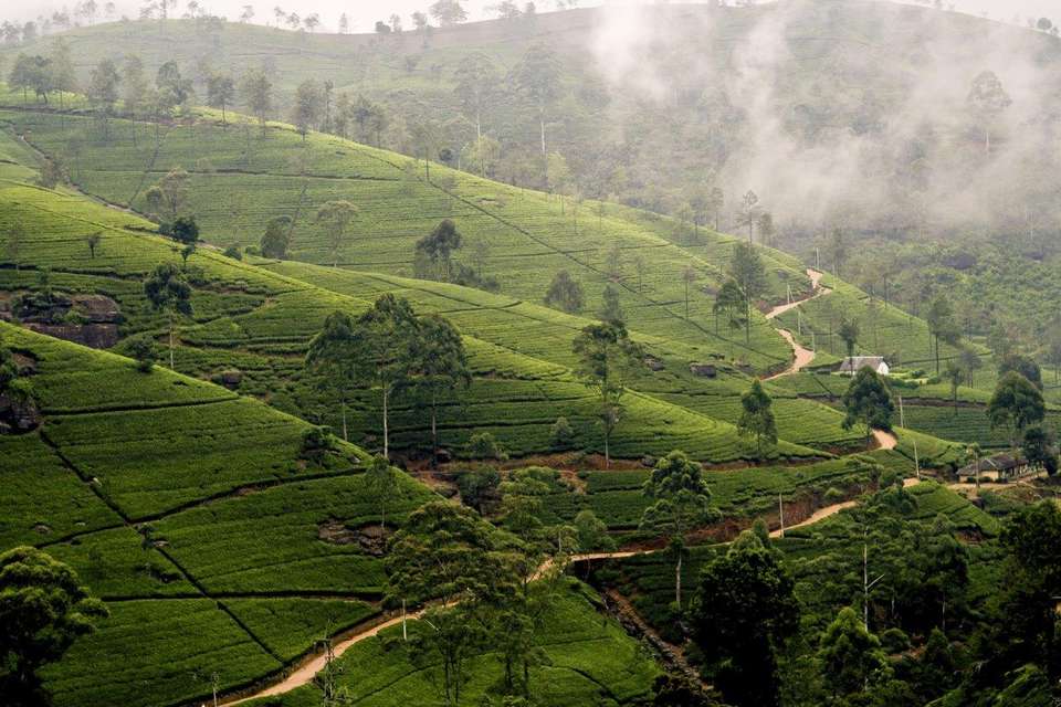 Kandy & Nuwara Eliya, Private Tour - Destination Services - Sri Lanka - Image 5