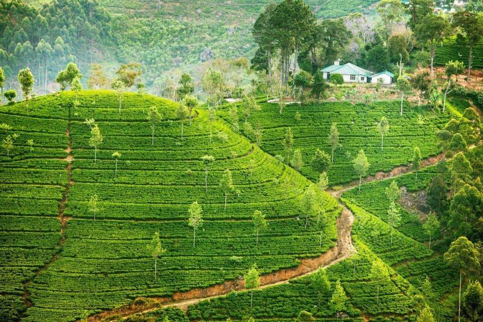Kandy & Nuwara Eliya, Private Tour - Destination Services - Sri Lanka - Image 10