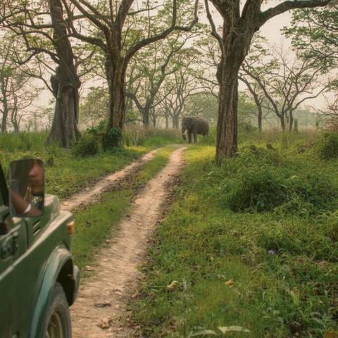 Nepal Group Tours: Kathmandu & Chitwan National Park