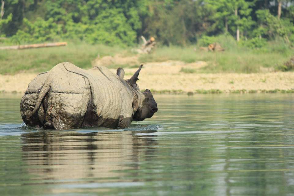 Kathmandu Sightseeing & Chitwan National Park Tour - Travel Max Guide - Nepal - Image 14