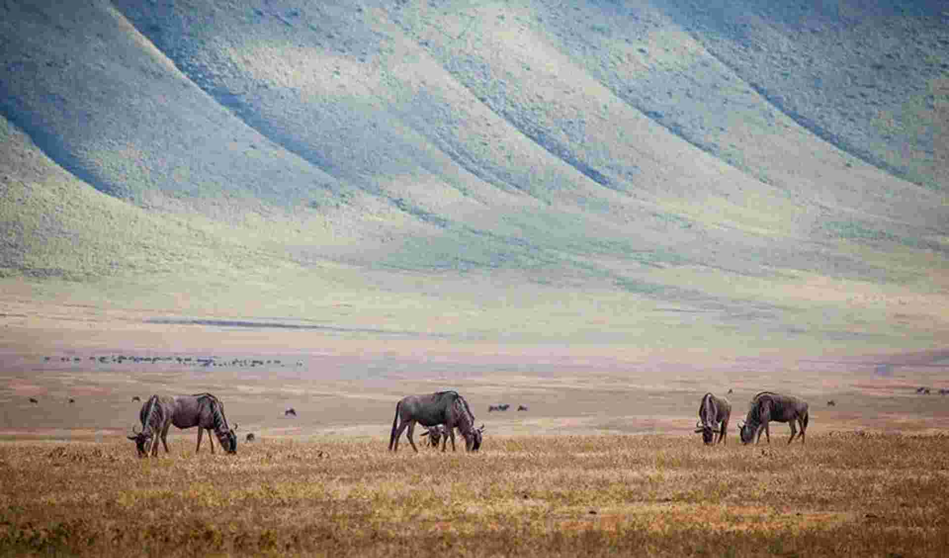 Kenya & Tanzania 4WD Safari Adventure 10D/9N