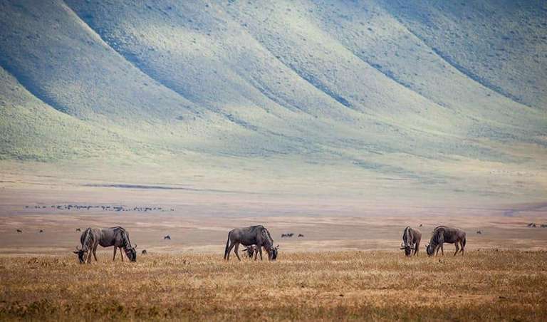 Kenya & Tanzania 4WD Safari Adventure 10D/9N - 10 days