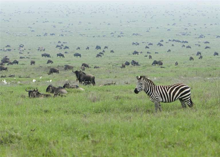 Kenya & Tanzania 4WD Safari Adventure 12D/11N trip - alternative tour available