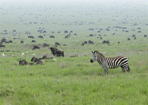 Nairobi National Parks Tour: Kenya & Tanzania 4wd Safari Adventure 12d/11n