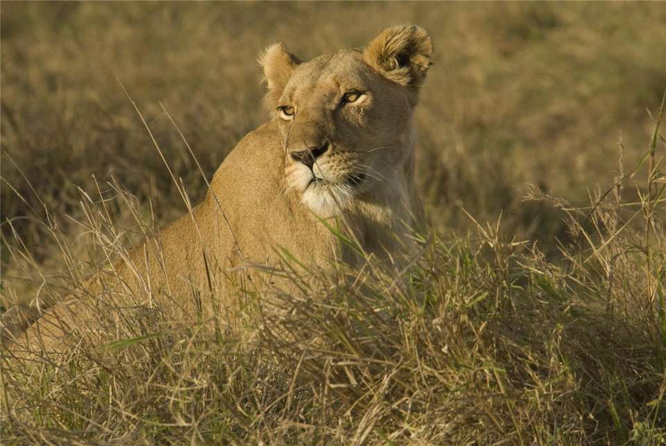 Kenya & Tanzania 4WD Safari Adventure 12D/11N - undefined - Image 2