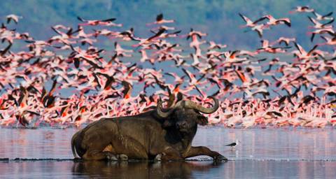 Africa Wildlife Safaris And Game Drives Tour: Kenya & Tanzania Adventure