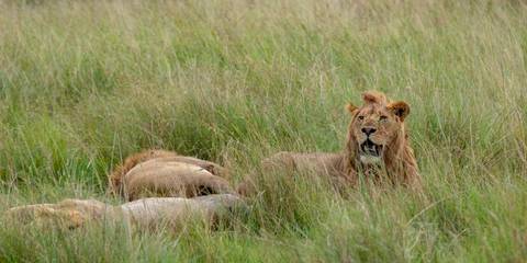 Wildlife, Landscapes And Nature Tour: Kenya & Tanzania Camping Safari