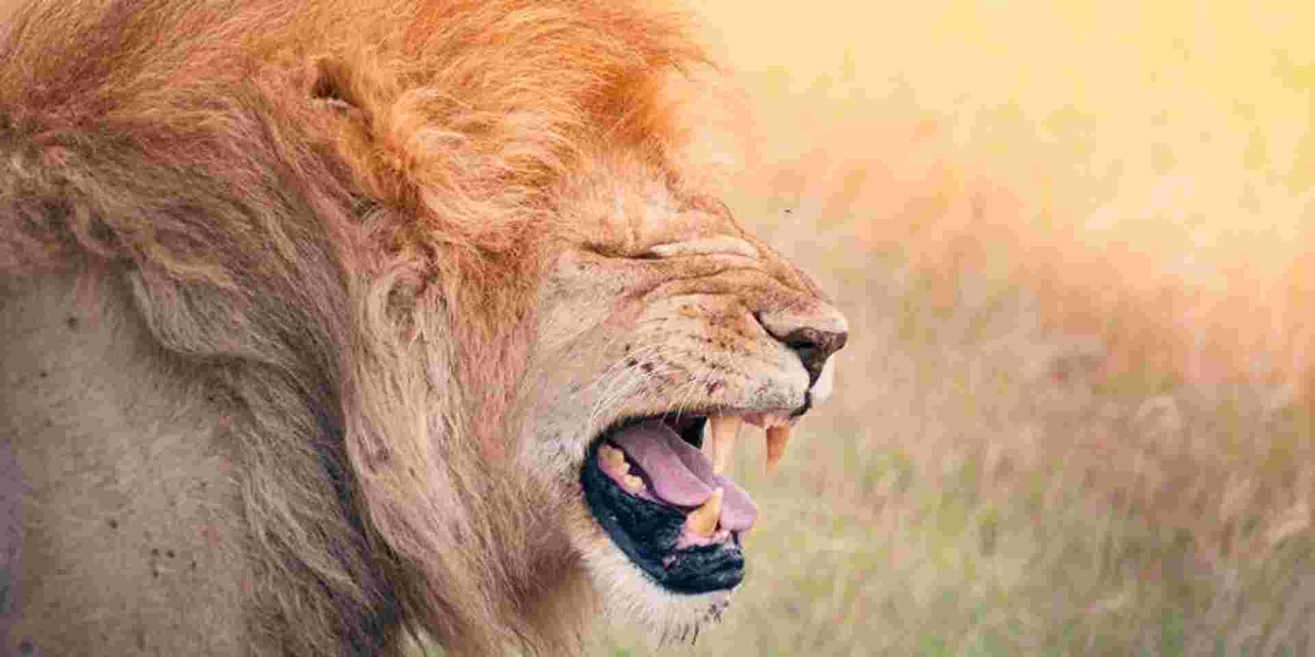 Kenya & Tanzania Camping Safari