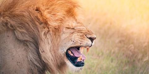 Nairobi Wildlife Tour: Kenya & Tanzania Camping Safari