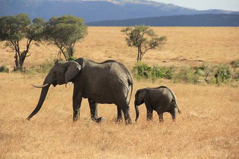 Kenya And Tanzania Family Safari - Winter Tours