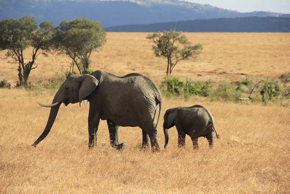 Kenya and Tanzania Family Safari - Intrepid Travel - Kenya - Image 1
