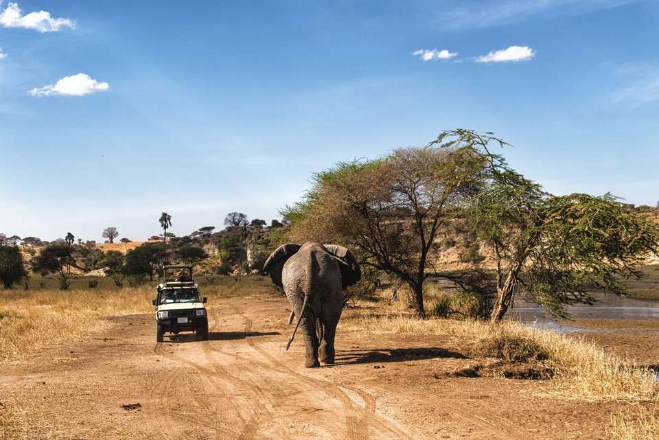 Kenya and Tanzania Family Safari - Intrepid Travel - Kenya - Image 8