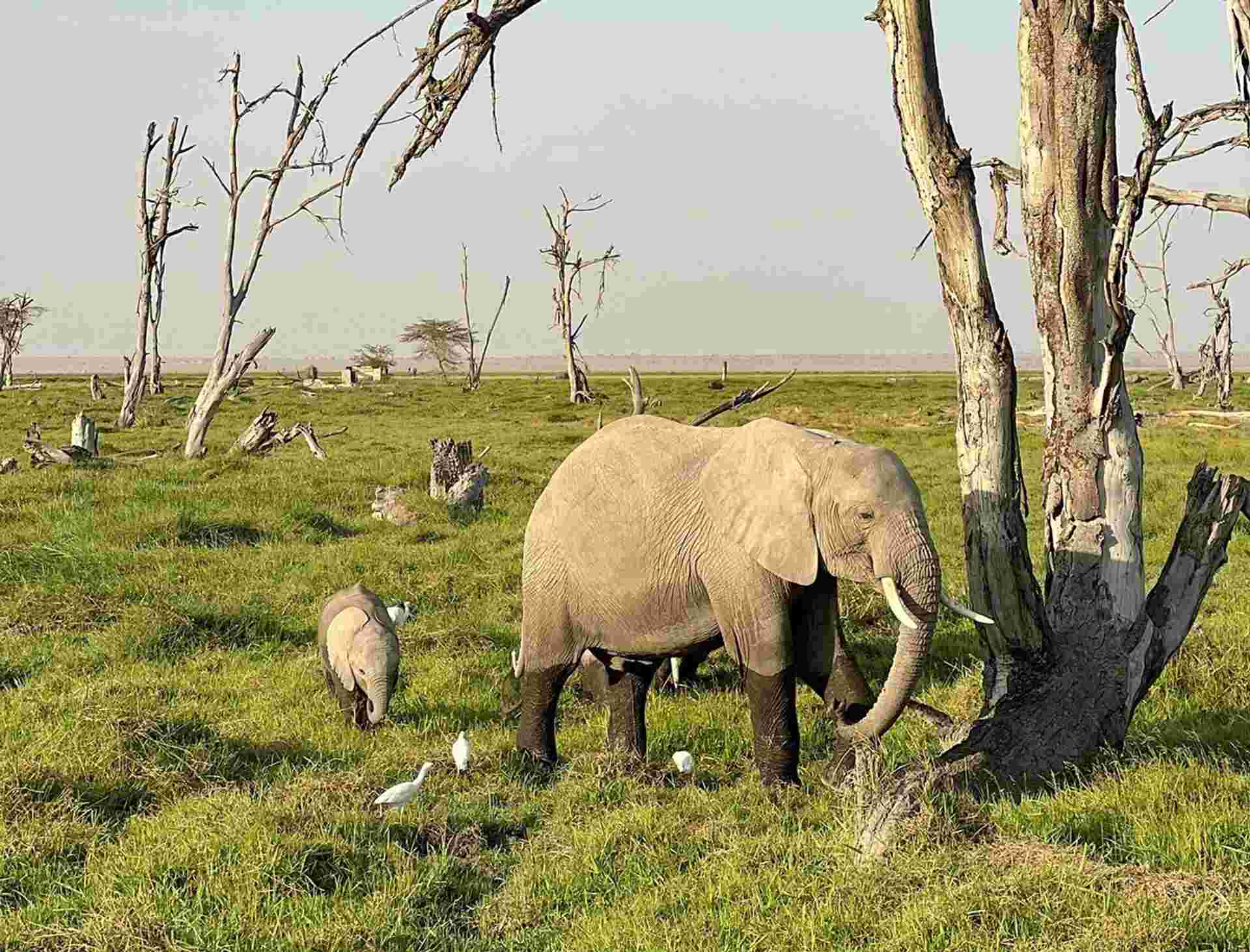 Kenya and Tanzania Safari 35 to 45