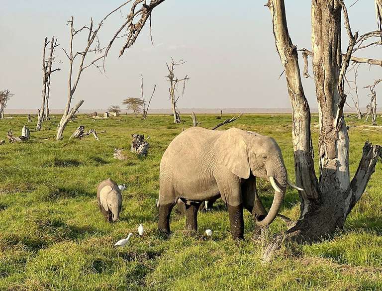 Kenya and Tanzania Safari 35 to 45 - 11 days