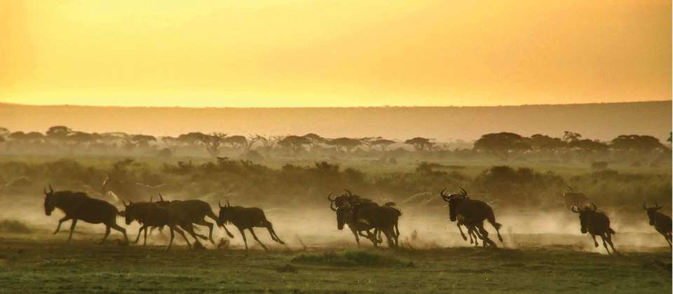 Kenya & Tanzania Wildlife Discoverer - World Expeditions - Kenya - Image 6