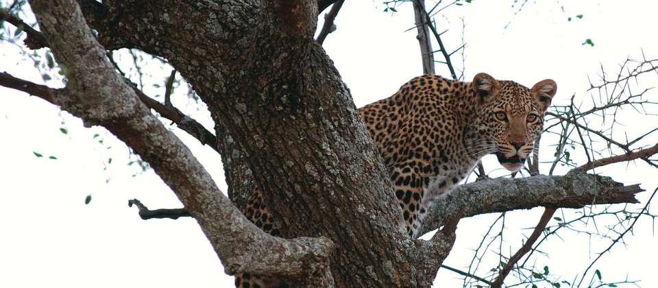 Kenya & Tanzania Wildlife Discoverer - World Expeditions - Kenya - Image 7