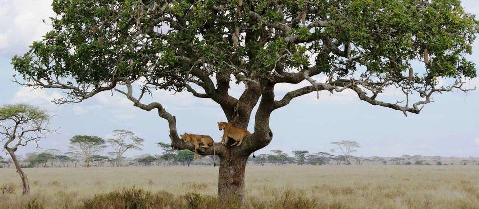 Kenya & Tanzania Wildlife Discoverer - World Expeditions - Kenya - Image 8