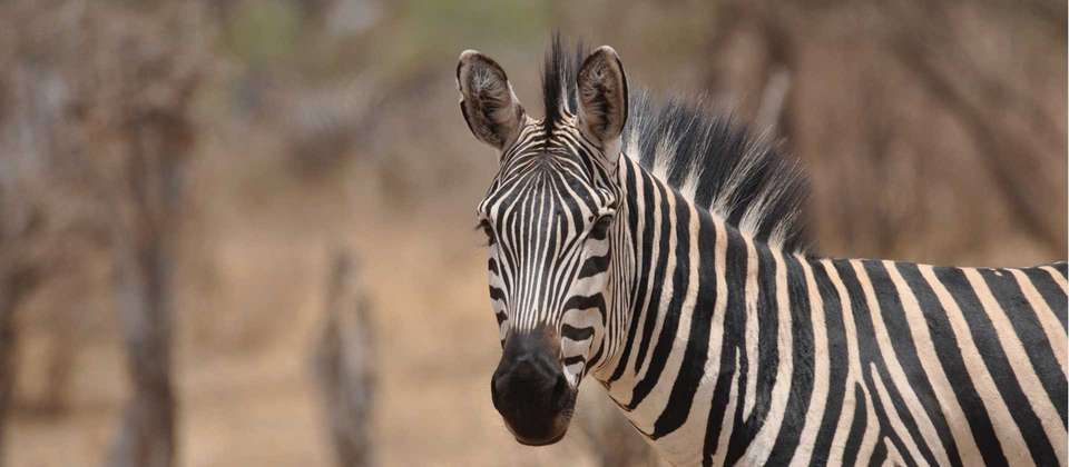 Kenya & Tanzania Wildlife Discoverer - World Expeditions - Kenya - Image 9
