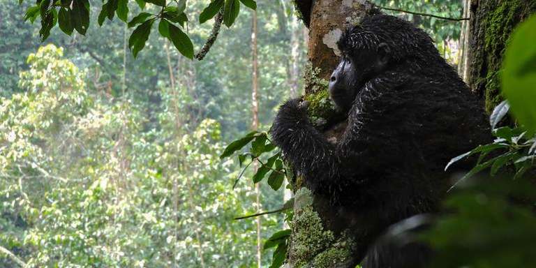 Kenya Tours for Young Adults: Kenya & Uganda Gorilla Overland: Forests & Wildlife Spotting