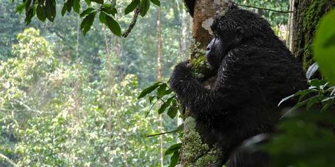 Kenya Tours For Young Adults: Kenya & Uganda Gorilla Overland: Forests & Wildlife Spotting